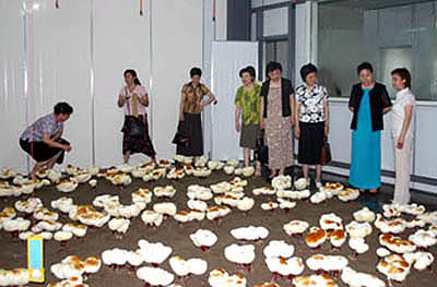 GA黄金甲 GA黄金甲