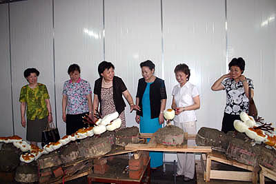 GA黄金甲 GA黄金甲